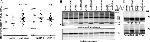 Calsequestrin Antibody in Western Blot (WB)