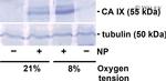 Carbonic Anhydrase IX Antibody in Western Blot (WB)