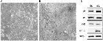 Cytokeratin 19 Antibody in Western Blot (WB)