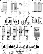 UQCRC1 Antibody in Western Blot (WB)