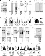 NDUFA9 Antibody in Western Blot (WB)