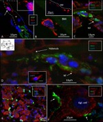 IBA1 Antibody in Immunohistochemistry (IHC)