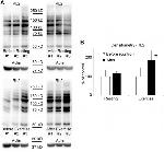 O-linked N-acetylglucosamine (O-GlcNAc) Antibody in Western Blot (WB)