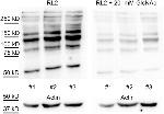 O-linked N-acetylglucosamine (O-GlcNAc) Antibody in Western Blot (WB)