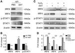 IRF4 Antibody in Western Blot (WB)