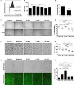 IDO Antibody in Flow Cytometry (Flow)