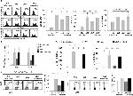 IL-17A Antibody in Flow Cytometry (Flow)