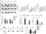 IL-17A Antibody in Flow Cytometry (Flow)