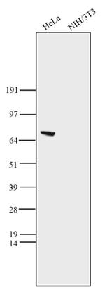 ASH2L Antibody in Western Blot (WB)