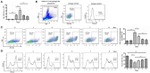 CD366 (TIM3) Antibody in Flow Cytometry (Flow)