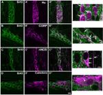 HuC/HuD Antibody in Immunohistochemistry (IHC)