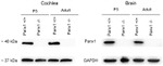 Pannexin 1 Antibody in Western Blot (WB)