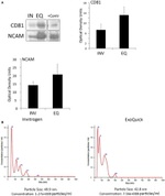 CD81 Antibody in Western Blot (WB)