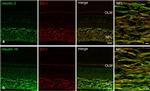 Claudin 3 Antibody in Immunocytochemistry (ICC/IF)