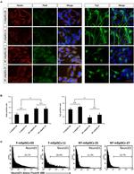 PAX6 Antibody in Immunocytochemistry (ICC/IF)