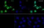 ASH2L Antibody in Immunocytochemistry (ICC/IF)