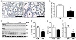 beta Actin Antibody in Western Blot (WB)