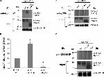 Golgin-97 Antibody in Western Blot, Immunoprecipitation (WB, IP)