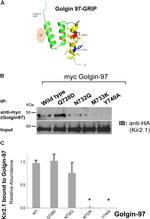 Golgin-97 Antibody in Immunoprecipitation (IP)