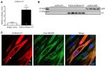 V5 Tag Antibody in Western Blot (WB)