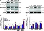 Calsequestrin Antibody in Western Blot (WB)