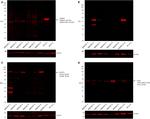 SOX2 Antibody in Western Blot (WB)