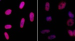 Phospho-gamma-H2AX (Ser139) Antibody in Immunocytochemistry (ICC/IF)