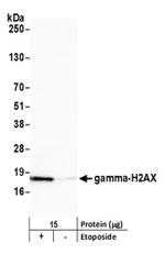 Phospho-gamma-H2AX (Ser139) Antibody in Western Blot (WB)