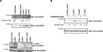 gamma Tubulin Antibody in Western Blot (WB)