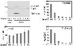 c-Myc Antibody in Western Blot (WB)