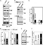 Phosphoserine/threonine/tyrosine Antibody in Western Blot (WB)