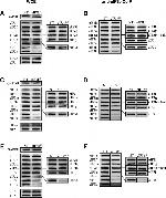 GAPDH Antibody in Western Blot (WB)