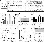 PAX6 Antibody in Western Blot (WB)