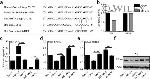 PAX6 Antibody in Western Blot (WB)