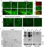 alpha Synuclein Antibody in Western Blot (WB)