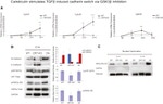 SLUG Antibody in Western Blot (WB)