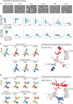 CD75 Antibody in Flow Cytometry (Flow)