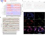 Vimentin Antibody in Immunohistochemistry (IHC)