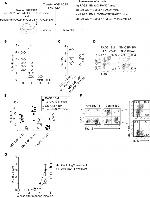 IL-13 Antibody in Flow Cytometry (Flow)