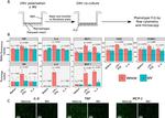 TNF alpha Antibody in Immunocytochemistry (ICC/IF)