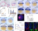 SMAD2 Antibody in ChIP Assay (ChIP)