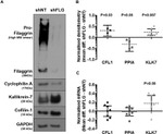 Cyclophilin A Antibody in Western Blot (WB)