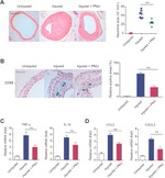 CD68 Antibody in Immunohistochemistry (IHC)