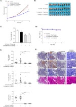 Ki-67 Antibody in Immunohistochemistry (IHC)