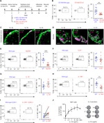 IL-4 Antibody in Flow Cytometry (Flow)