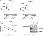 GAPDH Loading Control Antibody in Western Blot (WB)