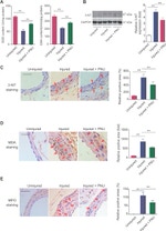 Myeloperoxidase Antibody in Immunohistochemistry (IHC)