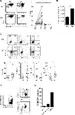 IFN gamma Antibody in Flow Cytometry (Flow)