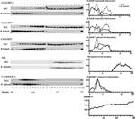 Claudin 7 Antibody in Western Blot (WB)