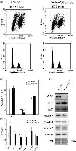 BrdU Antibody in Flow Cytometry (Flow)